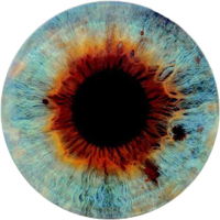 Vision